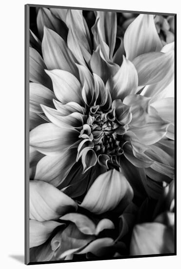 B&W Flower 4-Incado-Mounted Photographic Print