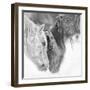 B&W Horses VII-PHBurchett-Framed Photographic Print