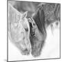 B&W Horses VII-PHBurchett-Mounted Photographic Print