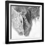 B&W Horses VII-PHBurchett-Framed Photographic Print