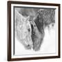 B&W Horses VII-PHBurchett-Framed Photographic Print