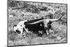 B&W Longhorn I-Tyler Stockton-Mounted Photographic Print