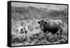 B&W Longhorn II-Tyler Stockton-Framed Stretched Canvas