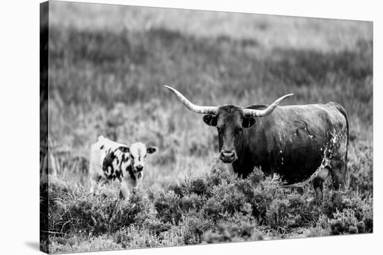 B&W Longhorn II-Tyler Stockton-Stretched Canvas