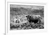 B&W Longhorn II-Tyler Stockton-Framed Photographic Print
