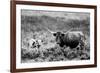 B&W Longhorn II-Tyler Stockton-Framed Photographic Print