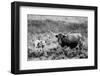 B&W Longhorn II-Tyler Stockton-Framed Photographic Print