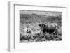 B&W Longhorn II-Tyler Stockton-Framed Photographic Print