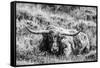 B&W Longhorn III-Tyler Stockton-Framed Stretched Canvas