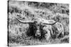 B&W Longhorn III-Tyler Stockton-Stretched Canvas