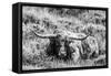 B&W Longhorn III-Tyler Stockton-Framed Stretched Canvas