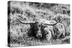 B&W Longhorn III-Tyler Stockton-Stretched Canvas