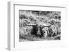 B&W Longhorn III-Tyler Stockton-Framed Photographic Print