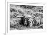 B&W Longhorn III-Tyler Stockton-Framed Photographic Print