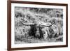 B&W Longhorn III-Tyler Stockton-Framed Photographic Print