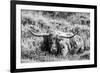 B&W Longhorn III-Tyler Stockton-Framed Photographic Print