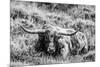 B&W Longhorn III-Tyler Stockton-Mounted Photographic Print