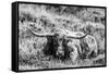 B&W Longhorn III-Tyler Stockton-Framed Stretched Canvas