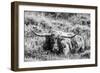 B&W Longhorn III-Tyler Stockton-Framed Photographic Print