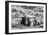 B&W Longhorn III-Tyler Stockton-Framed Photographic Print