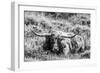 B&W Longhorn III-Tyler Stockton-Framed Photographic Print