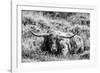 B&W Longhorn III-Tyler Stockton-Framed Photographic Print