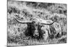 B&W Longhorn III-Tyler Stockton-Mounted Photographic Print