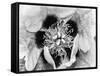 B&W Peony I-Franklin Kearney-Framed Stretched Canvas