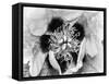 B&W Peony I-Franklin Kearney-Framed Stretched Canvas