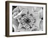 B&W Peony III-Franklin Kearney-Framed Photographic Print