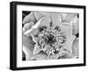 B&W Peony III-Franklin Kearney-Framed Photographic Print