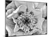 B&W Peony III-Franklin Kearney-Mounted Photographic Print