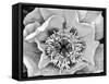 B&W Peony III-Franklin Kearney-Framed Stretched Canvas