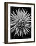 B&W Pop-Heidi Bannon-Framed Photo