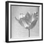 B&W Tulip-Gail Peck-Framed Art Print