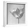 B&W Tulip-Gail Peck-Framed Art Print