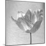 B&W Tulip-Gail Peck-Mounted Art Print