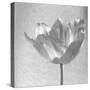 B&W Tulip-Gail Peck-Stretched Canvas