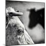 B & W-Piet Flour-Mounted Photographic Print