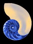 Nautilus Shell-Babar760-Framed Art Print