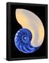 Essential Black