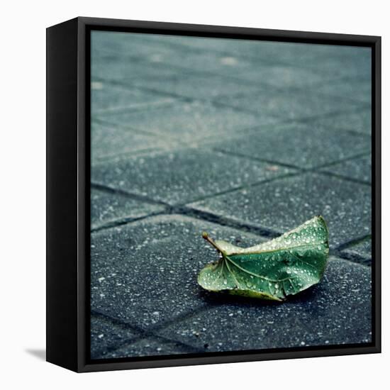 Babbelute-Cristina Salas Mendoza-Framed Stretched Canvas