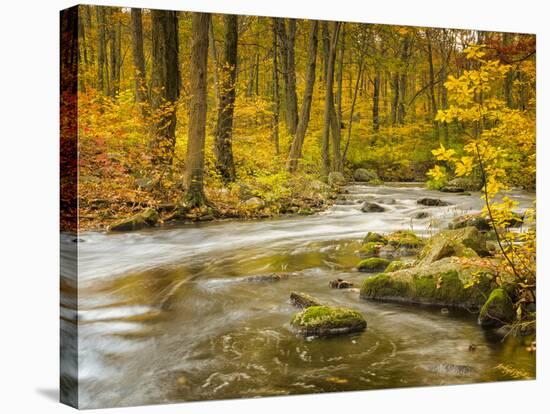 Babbling New England Brook over a Rocky Stream Bed Amongst Colorful Fall Foliage-Frances Gallogly-Stretched Canvas