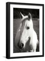 Babe II - BW-Alan Hausenflock-Framed Photographic Print