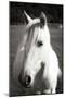 Babe II - BW-Alan Hausenflock-Mounted Photographic Print