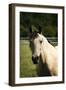 Babe-Alan Hausenflock-Framed Photographic Print