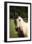 Babe-Alan Hausenflock-Framed Photographic Print