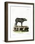 Babirusa-null-Framed Giclee Print