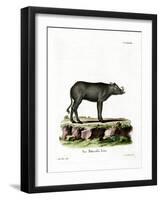 Babirusa-null-Framed Giclee Print