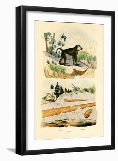 Baboon, 1833-39-null-Framed Giclee Print